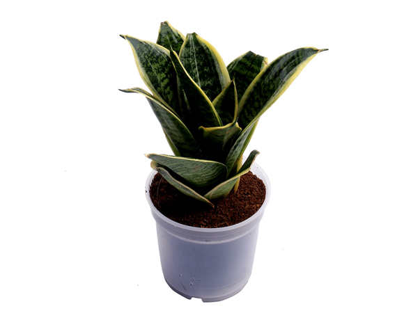 Snake Plant