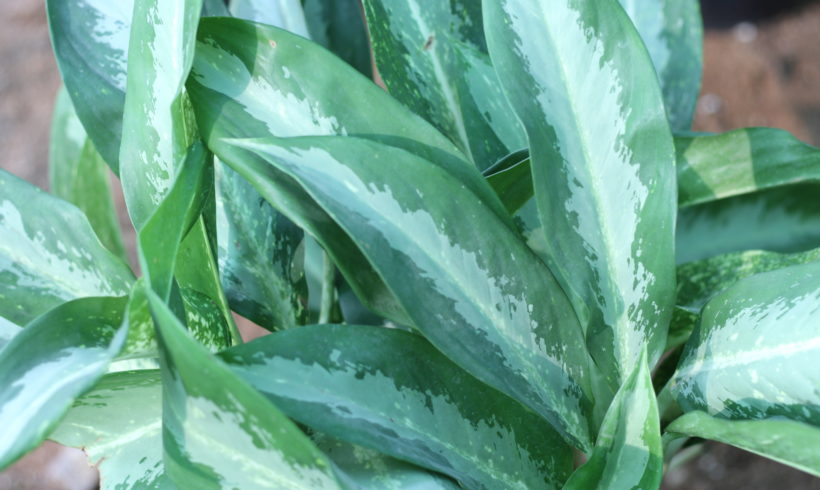 Aglaonema – White