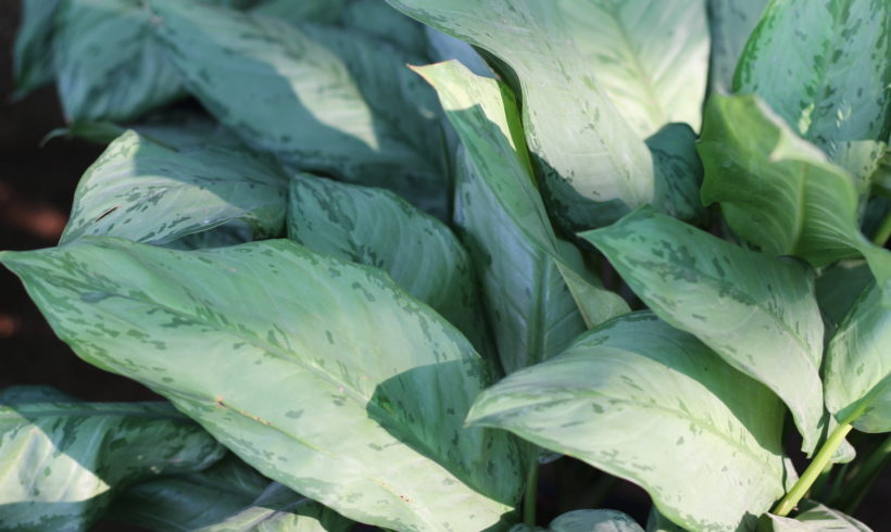 Aglaonema – Dove