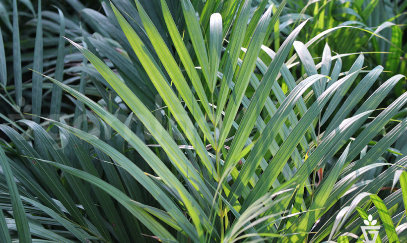 Areca Palm