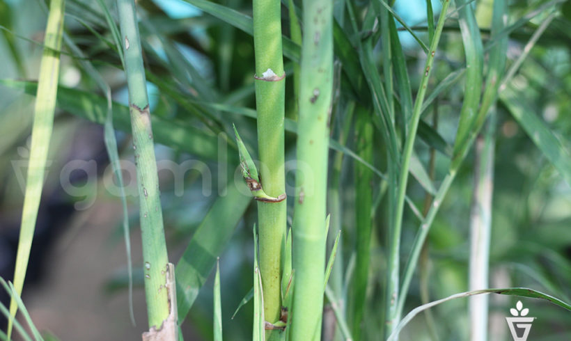 Bamboo Plants