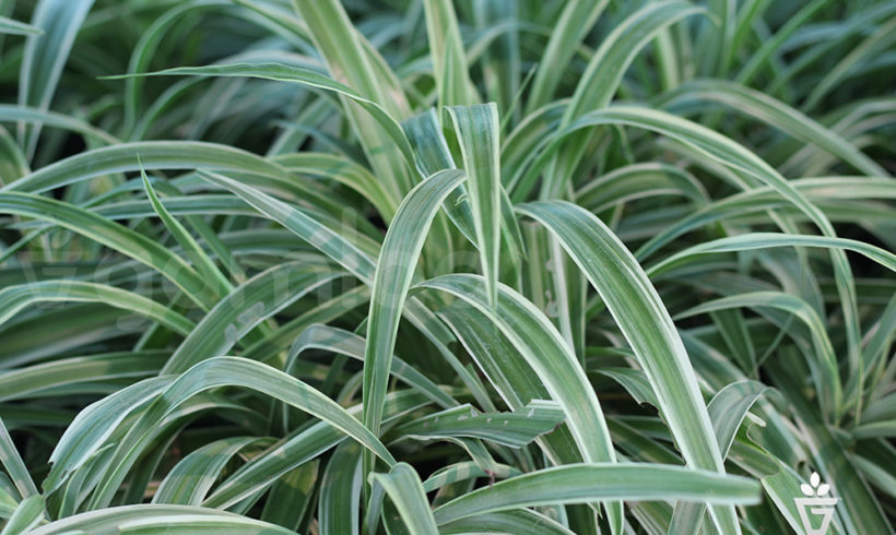 Chlorophytum