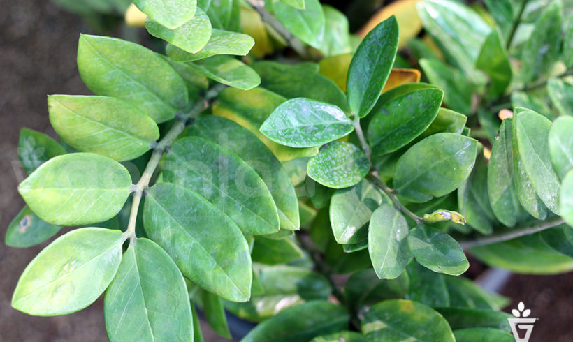 Zamia Indoor Plants