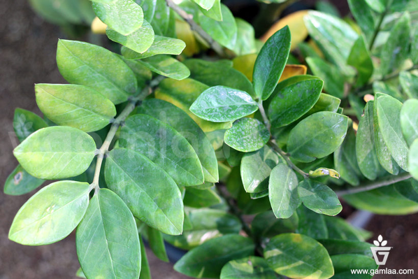 Zamia Indoor Plants