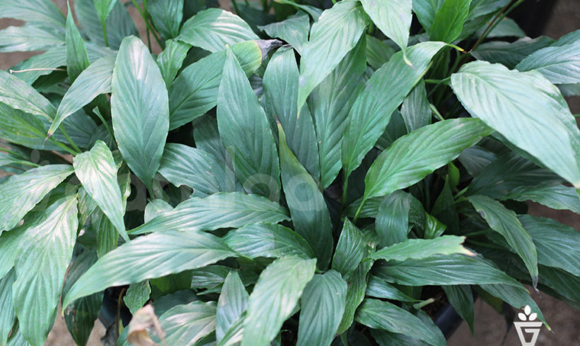 Peace Lilly Narrow Plant