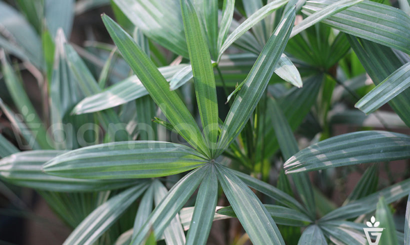 Rhapis Palm