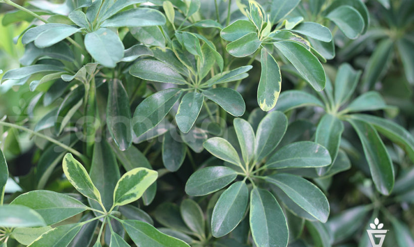 Schefflera