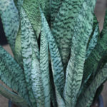 Snake Plant Green