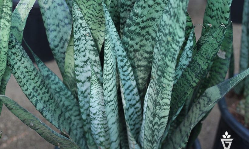 Snake Plant Green