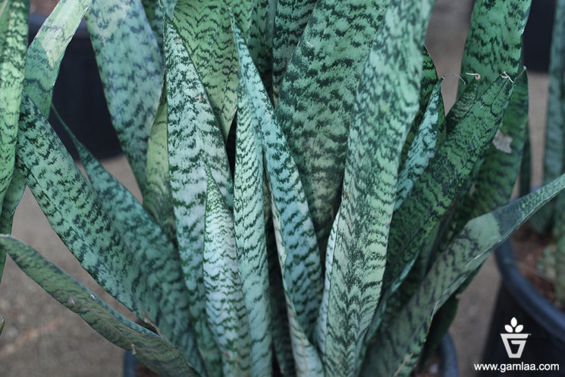 Snake Plant Green