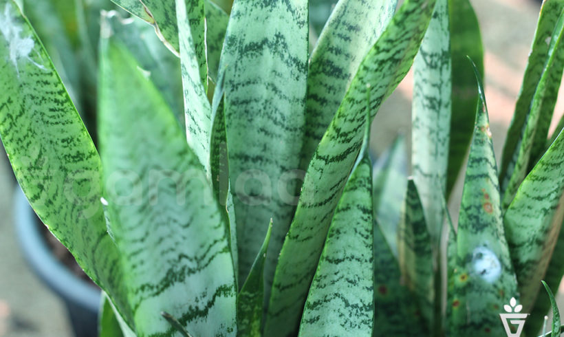 Snake Plant