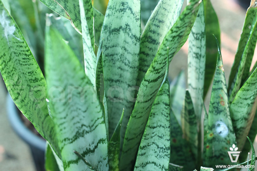 Snake Plant